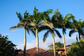 Palm Trees