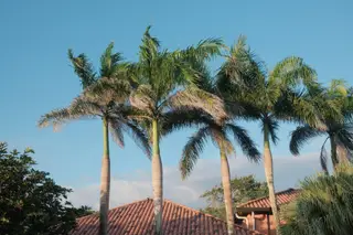 Palm Trees