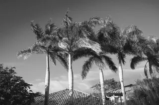 Palm Trees