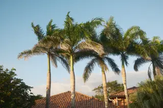Palm Trees