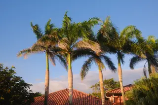Palm Trees