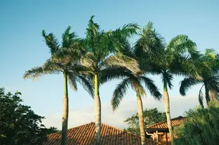 Palm Trees