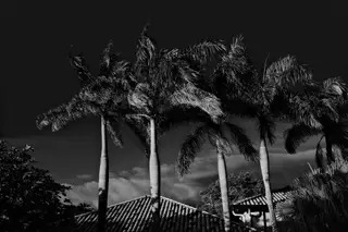 Palm Trees