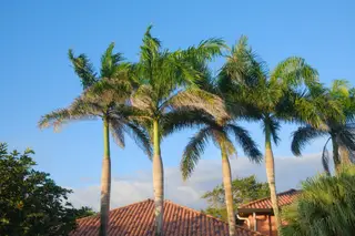 Palm Trees