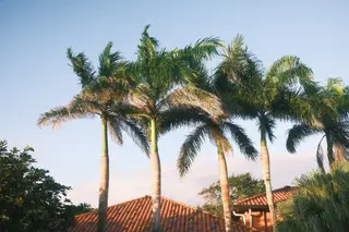 Palm Trees