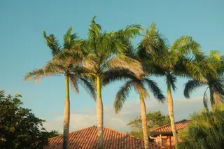 Palm Trees