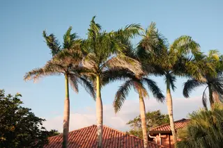 Palm Trees
