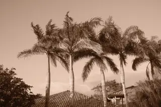 Palm Trees