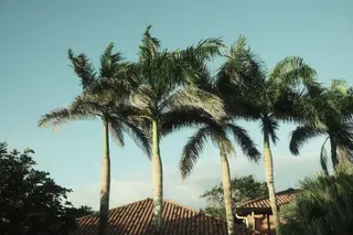 Palm Trees