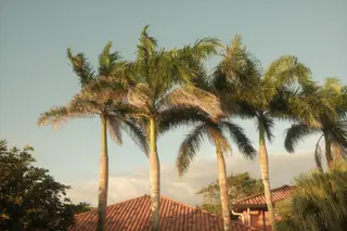 Palm Trees