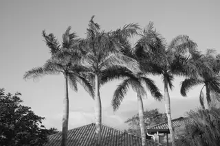 Palm Trees