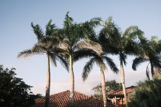 Palm Trees