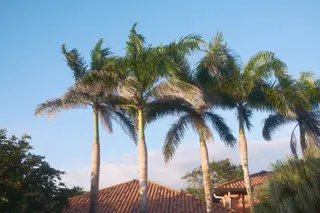 Palm Trees