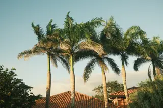 Palm Trees