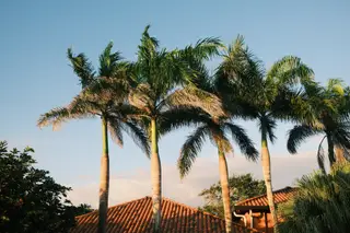 Palm Trees
