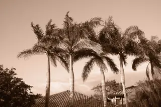 Palm Trees