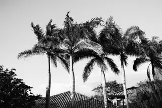 Palm Trees