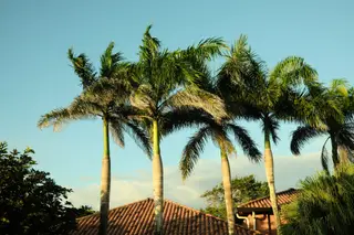 Palm Trees
