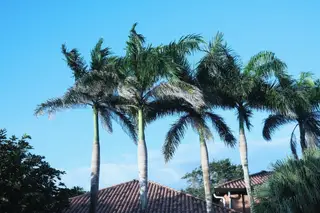 Palm Trees