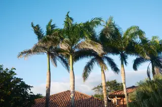 Palm Trees