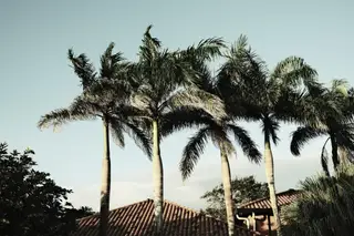 Palm Trees