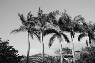 Palm Trees