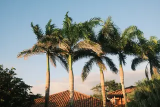 Palm Trees