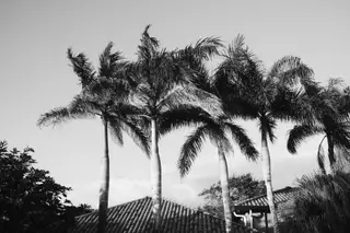 Palm Trees