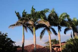 Palm Trees