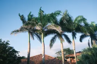 Palm Trees