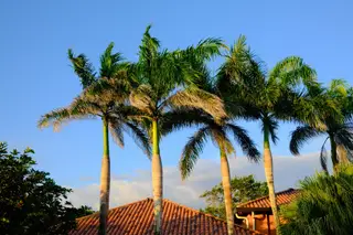 Palm Trees