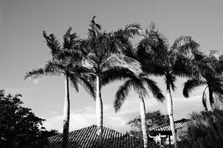 Palm Trees