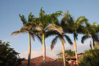 Palm Trees