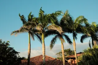 Palm Trees