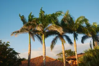 Palm Trees