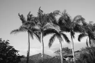 Palm Trees