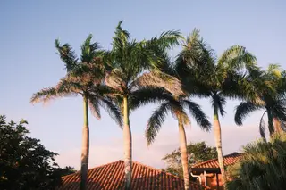 Palm Trees