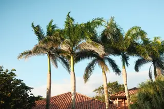 Palm Trees