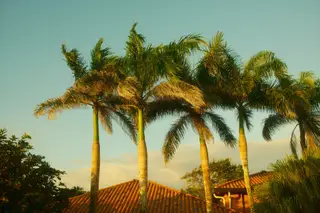 Palm Trees