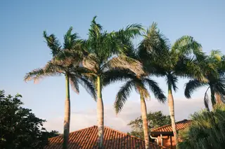 Palm Trees
