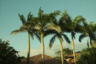 Palm Trees