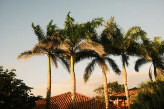 Palm Trees