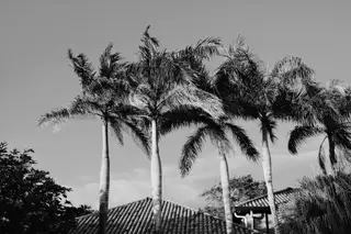 Palm Trees