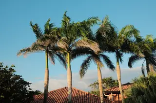 Palm Trees