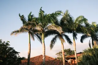 Palm Trees