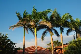 Palm Trees