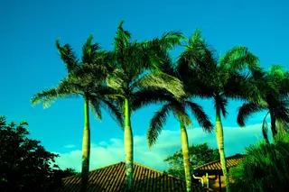 Palm Trees