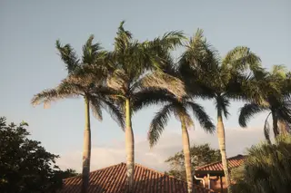 Palm Trees