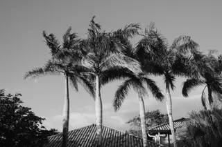 Palm Trees