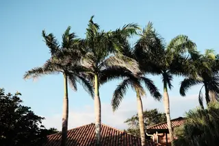Palm Trees